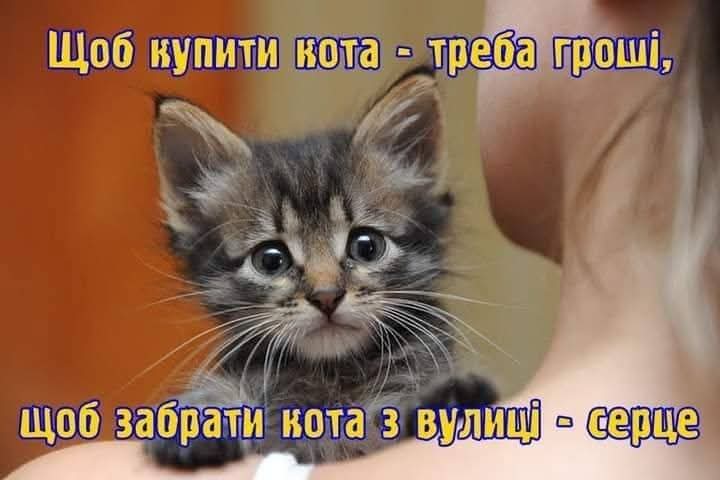 Презентація Громадянська освіта Старші класи - зображення Skoln