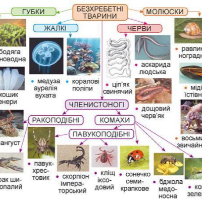 Конспект уроку Я досліджую світ 5 клас - зображення Skoln